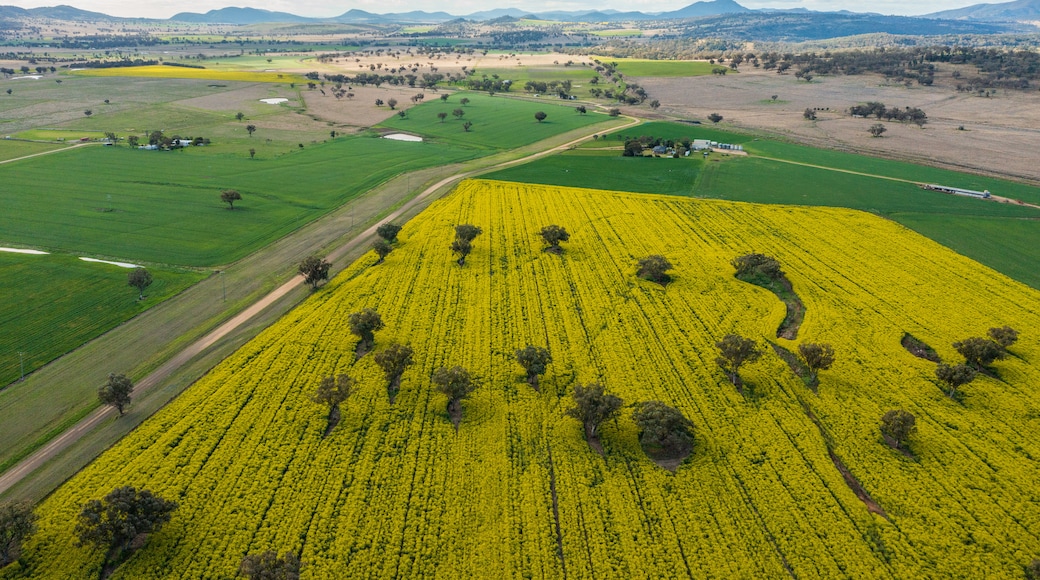 Quirindi