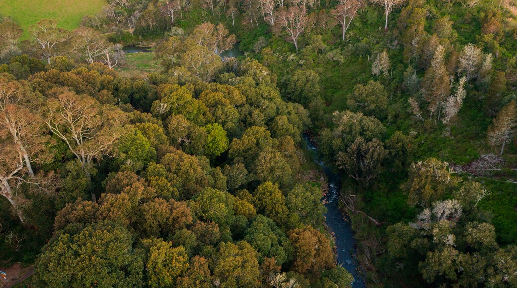 Dangar Falls featuring forests and a river or creek