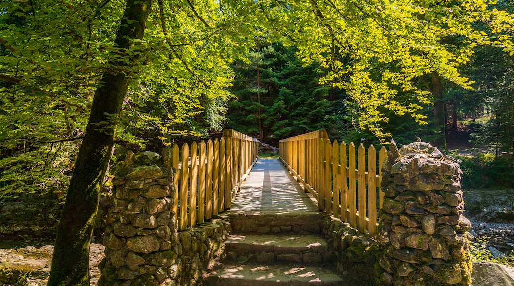 Tollymore Forest Park