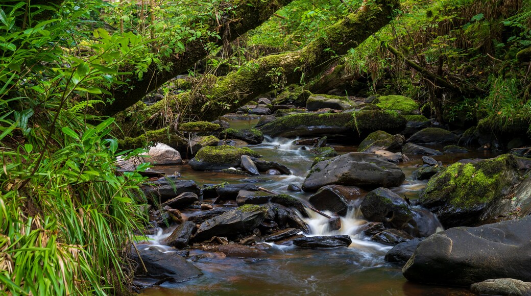 Ness Wood showing forests and a river or creek