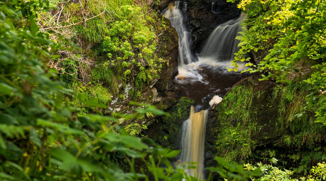 Ness Wood featuring a cascade and a river or creek