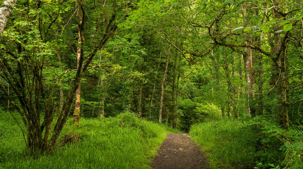 Ness Wood which includes forests and a park