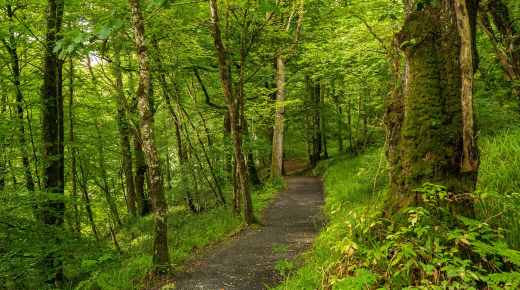 Ness Wood which includes forest scenes