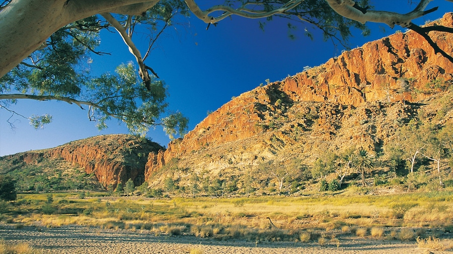 Alice Springs which includes a gorge or canyon and desert views