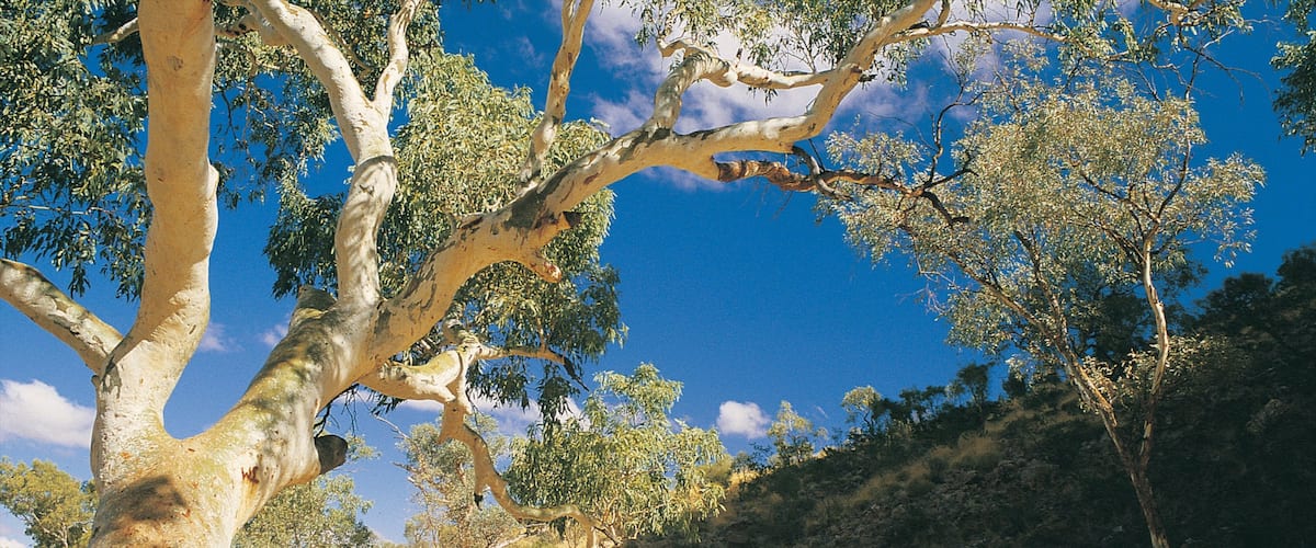 Alice Springs ofreciendo vista al desierto