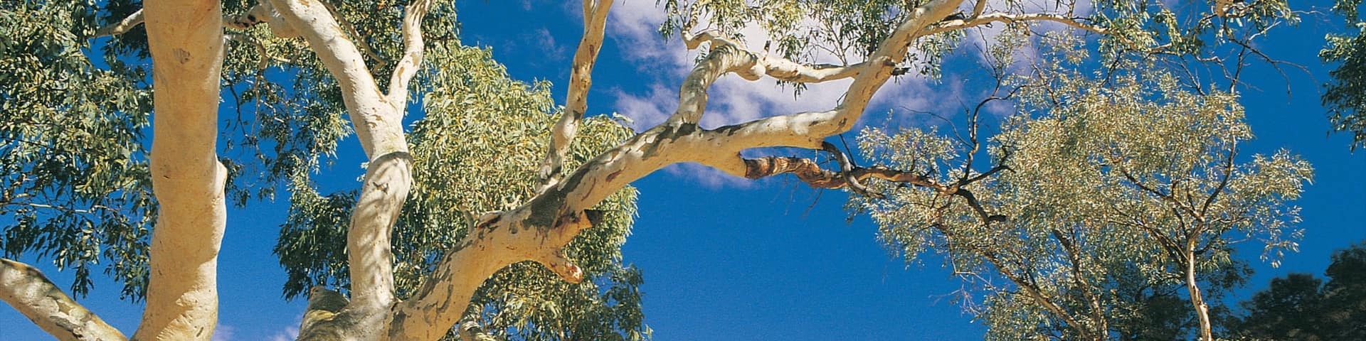 Alice Springs que incluye vistas al desierto