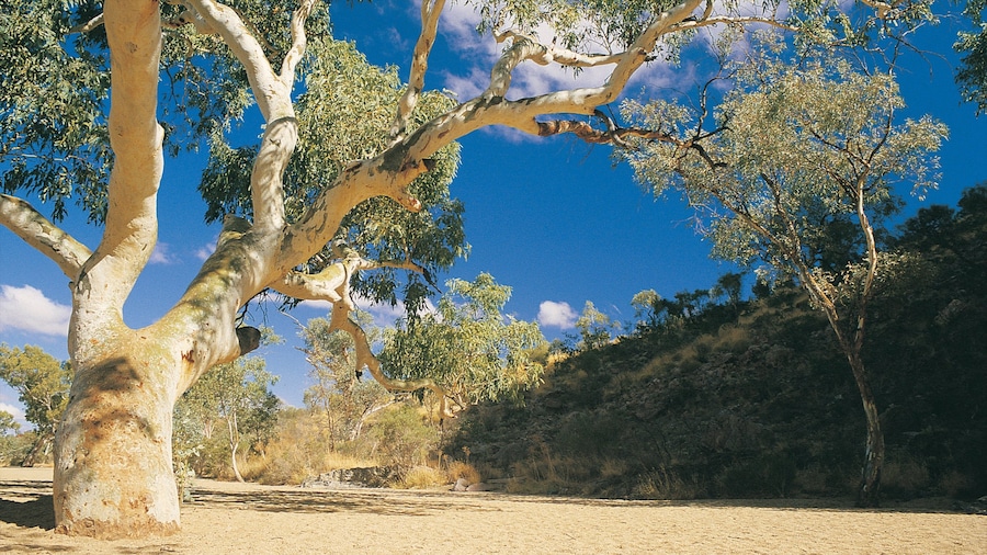 Alice Springs que incluye vistas al desierto