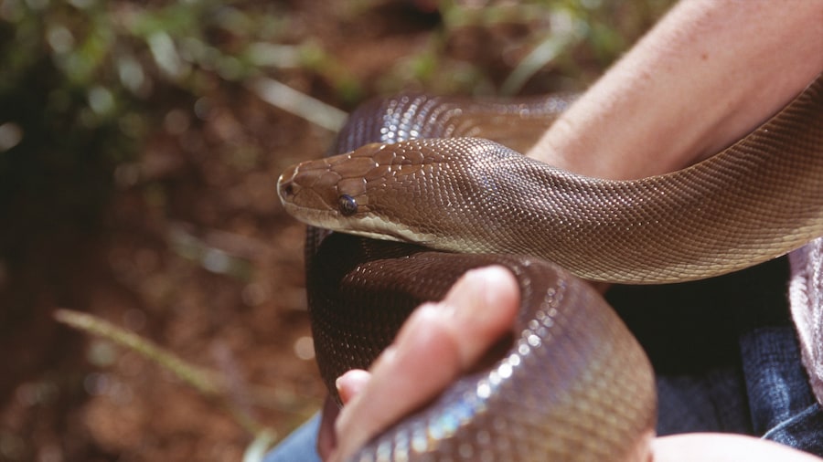 Pusat Reptil Alice Springs