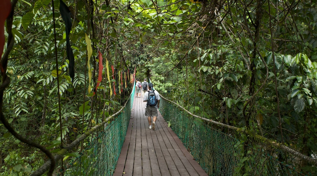 Parque Nacional Gunung Mulu que incluye un puente colgante o pasarela en las copas de los árboles, senderismo o caminata y selva