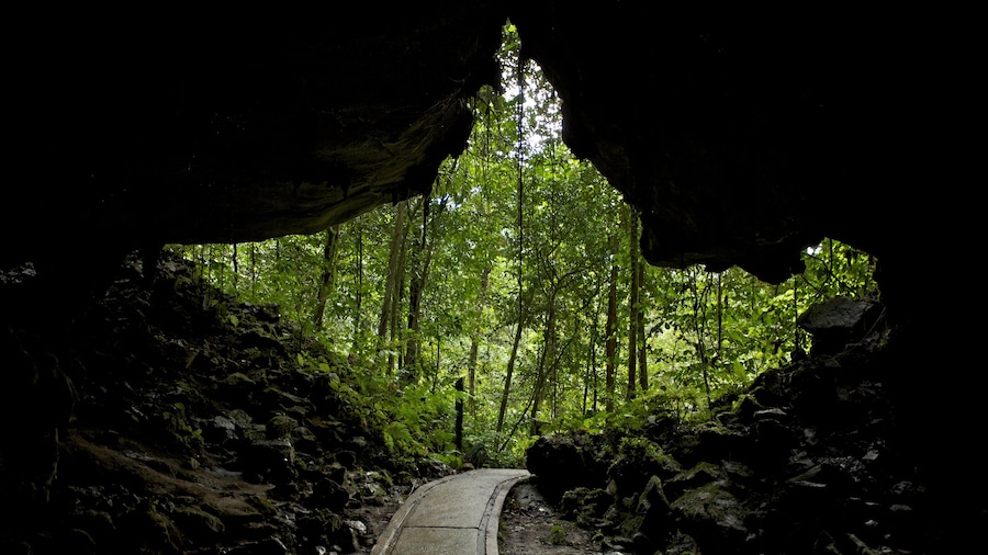 Gunung Mulu nationalpark presenterar regnskog och grottor