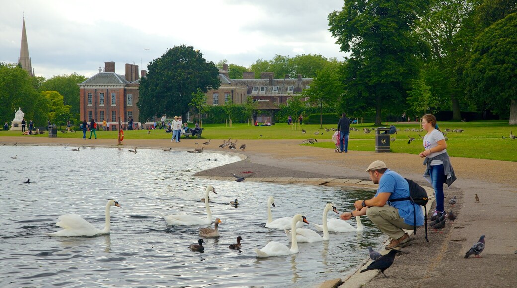 Kensington Palace featuring a park, bird life and a pond