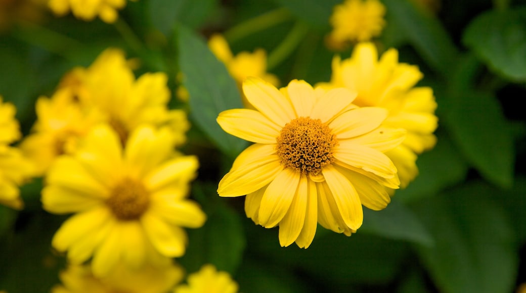 Kensington Gardens presenterar blommor och en trädgård