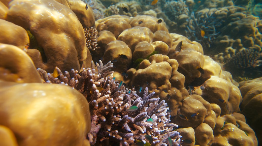 Ko Surin National Park which includes coral