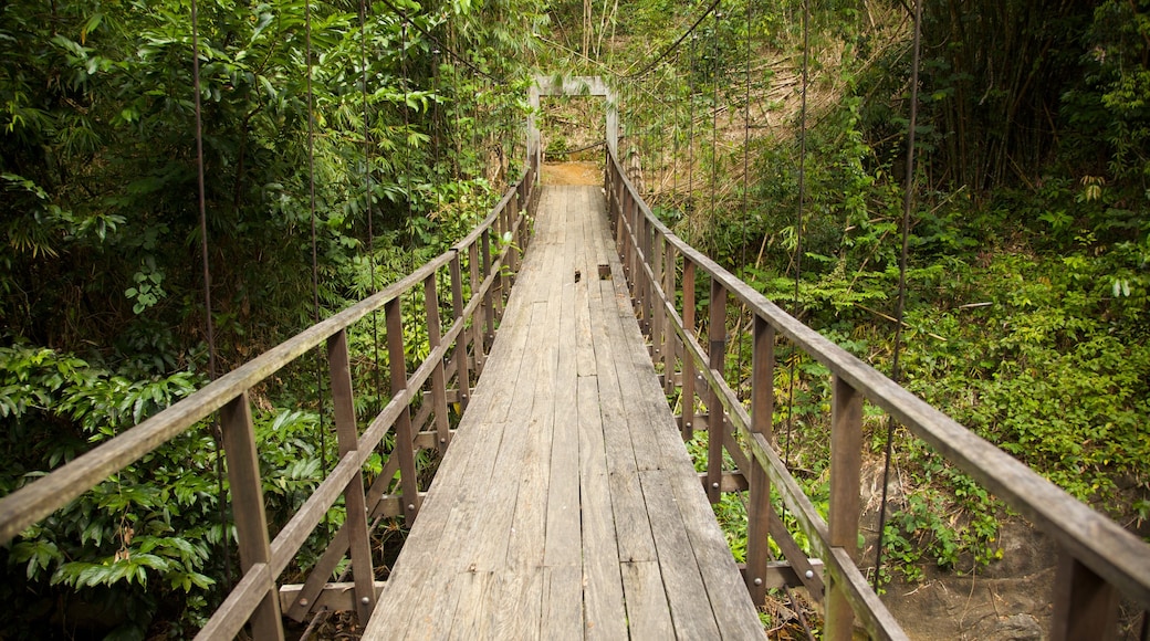 Khao Lak showing forest scenes and a suspension bridge or treetop walkway