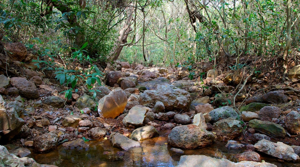 Lago de agua dulce de Arambol ofreciendo selva y un río o arroyo