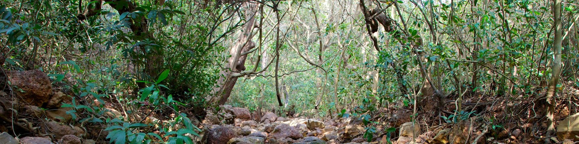 Arambol Sweet Water Lake featuring rainforest and a river or creek