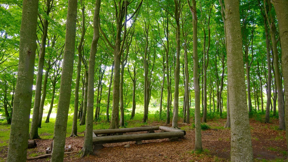 Lindholm Hoje showing forests
