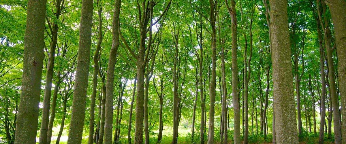 Lindholm Hoje showing forests