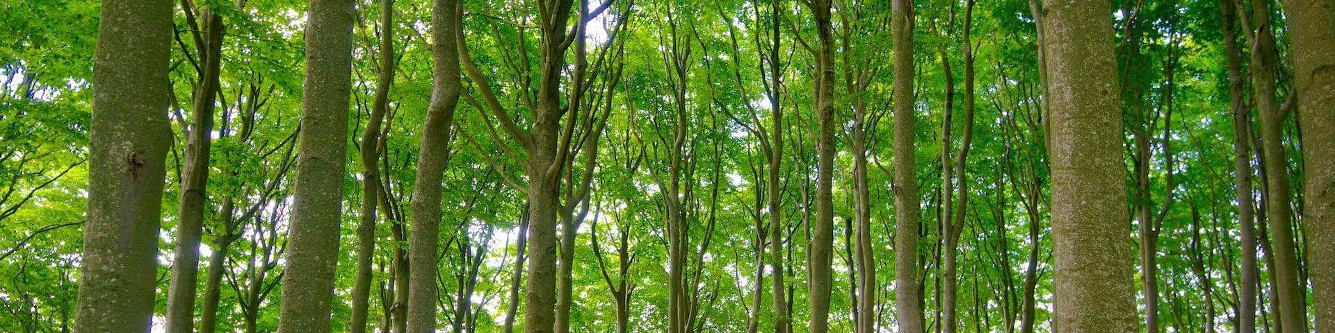 Lindholm Høje welches beinhaltet Waldmotive