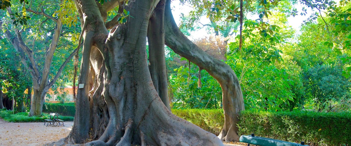 Botanical Garden showing a garden