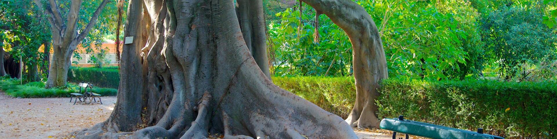 Botanical Garden showing a garden