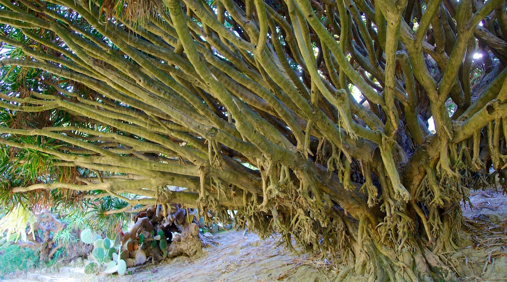 Jardim Botânico mostrando um parque