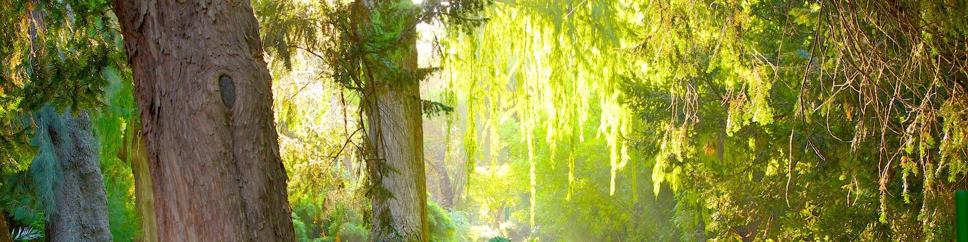 Botanical Garden showing a park