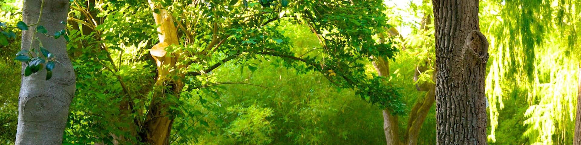 Botanical Garden showing a park