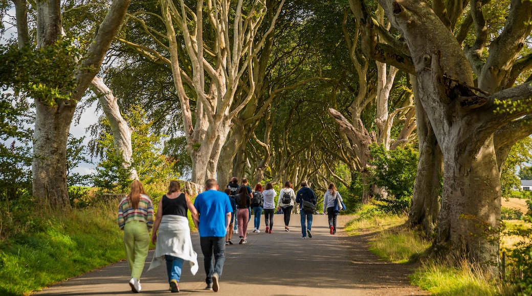 The Dark Hedges