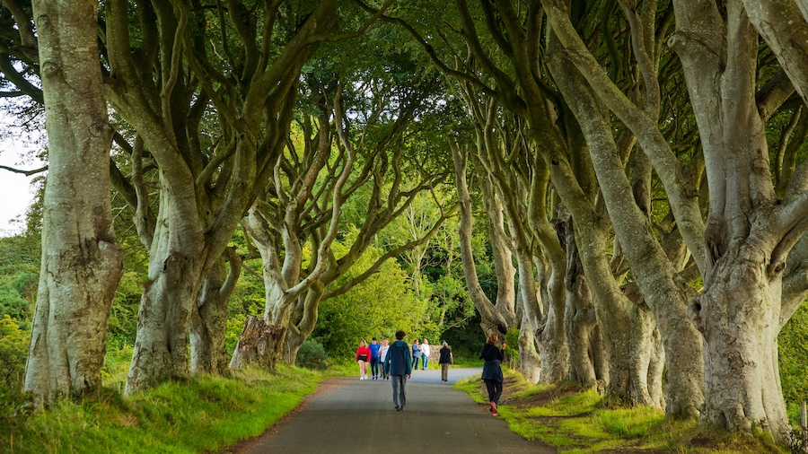 The Dark Hedges featuring a park