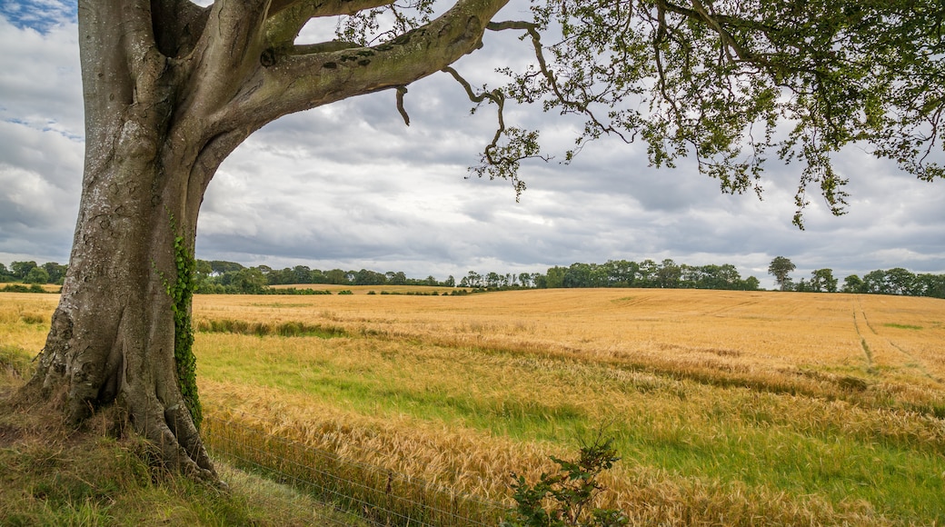 The Dark Hedges which includes tranquil scenes