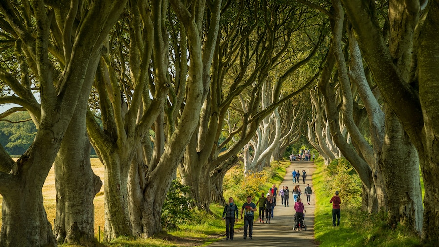 The Dark Hedges (Allee)