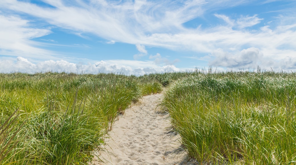 Crane Beach featuring a sandy beach