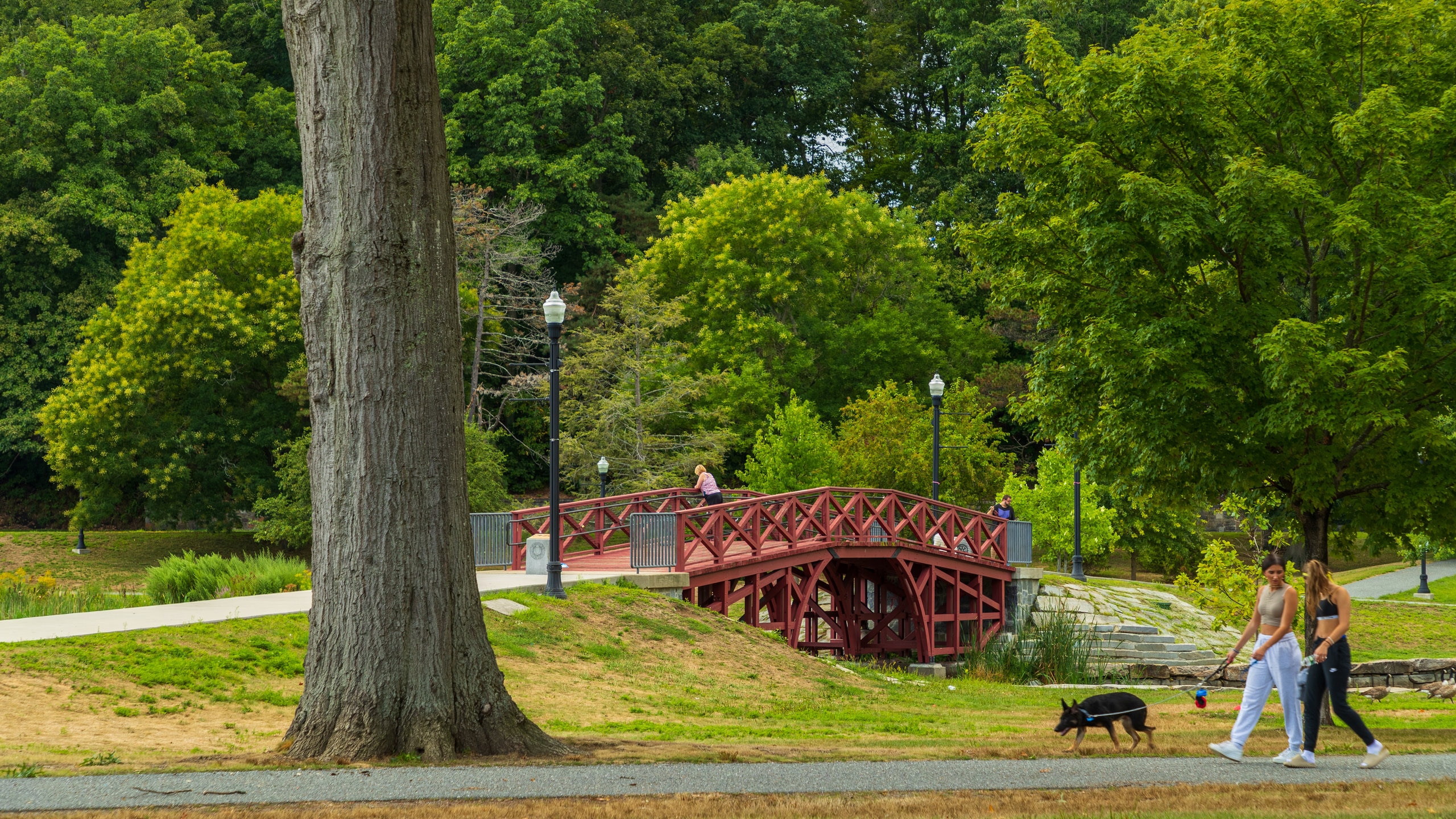 Elm Park featuring a bridge and a garden as well as a couple