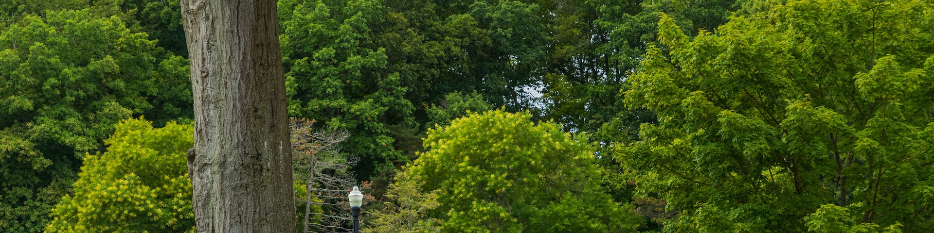 Elm Park featuring a bridge and a garden as well as a couple