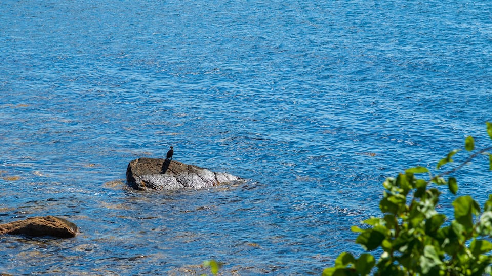 Coolidge Reservation which includes general coastal views and bird life