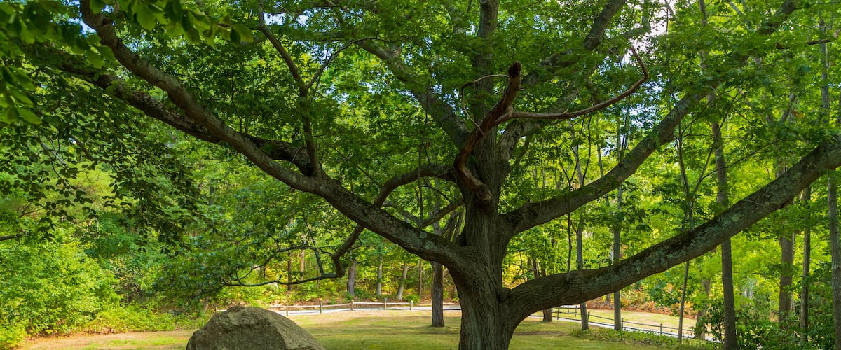 Coolidge Reservation which includes a garden