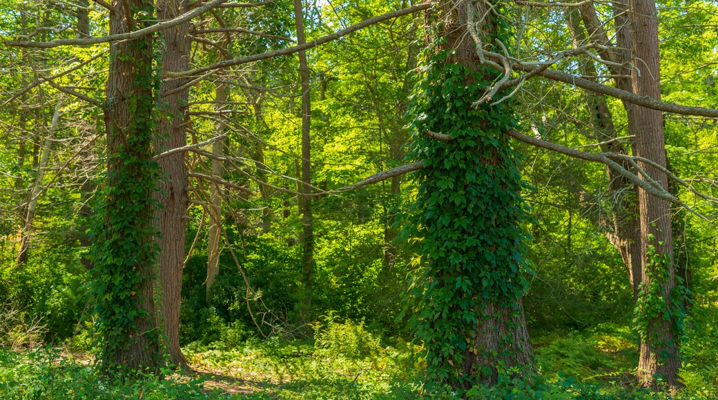 Maudslay State Park