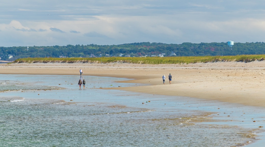 Playa Crane
