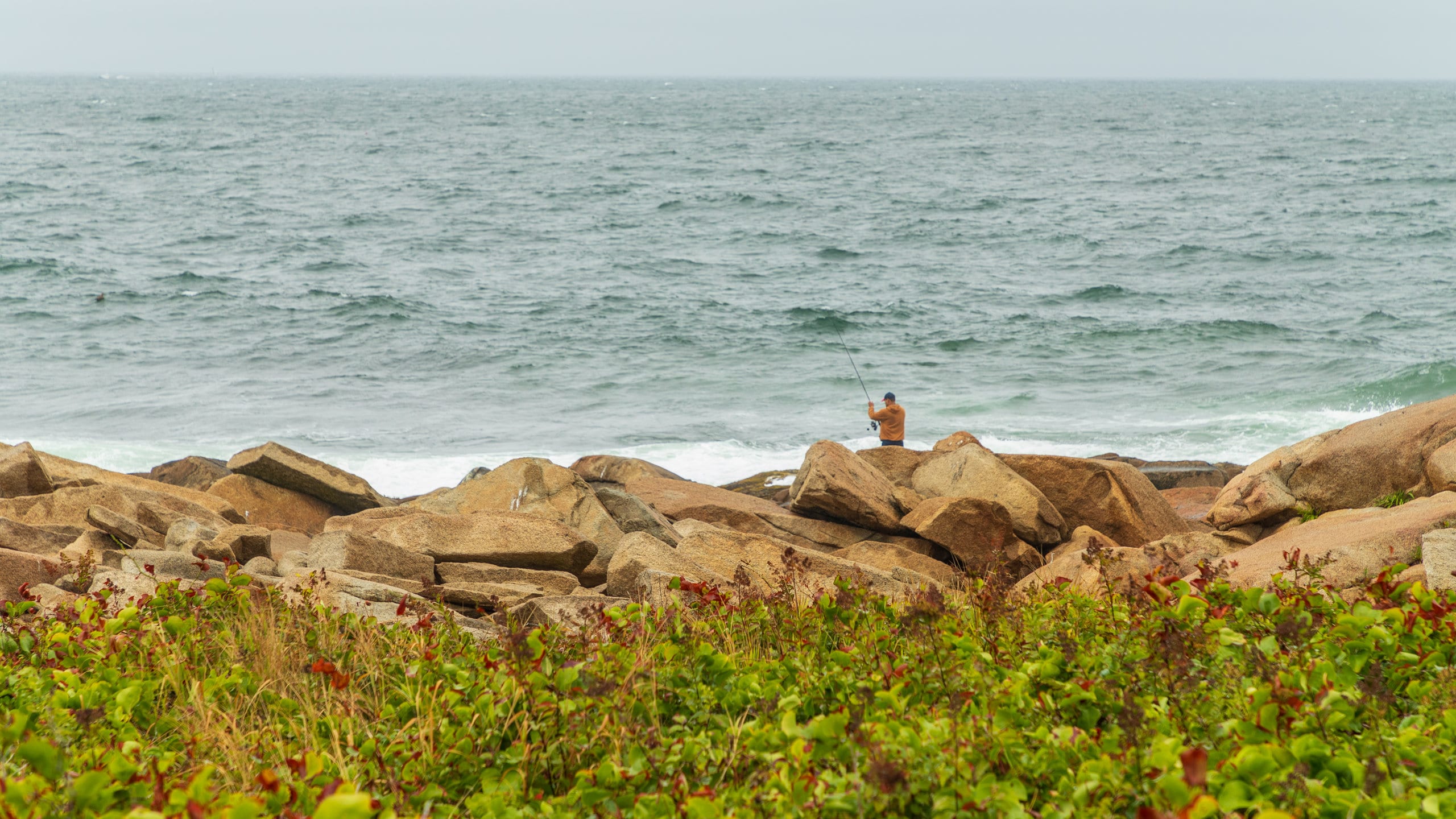Are Dogs Allowed At Halibut Point State Park