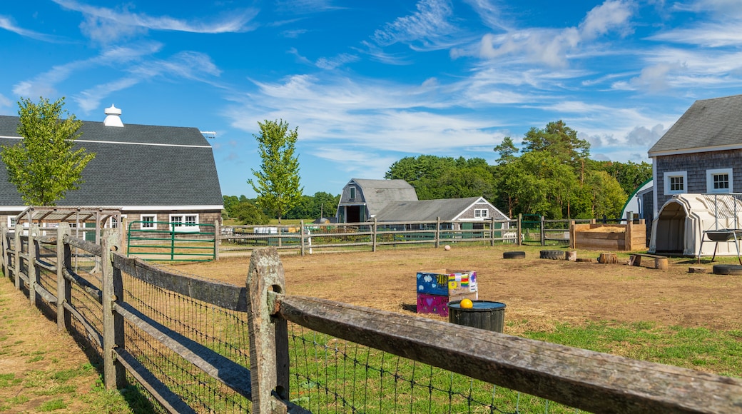 Appleton Farms Grass Rides