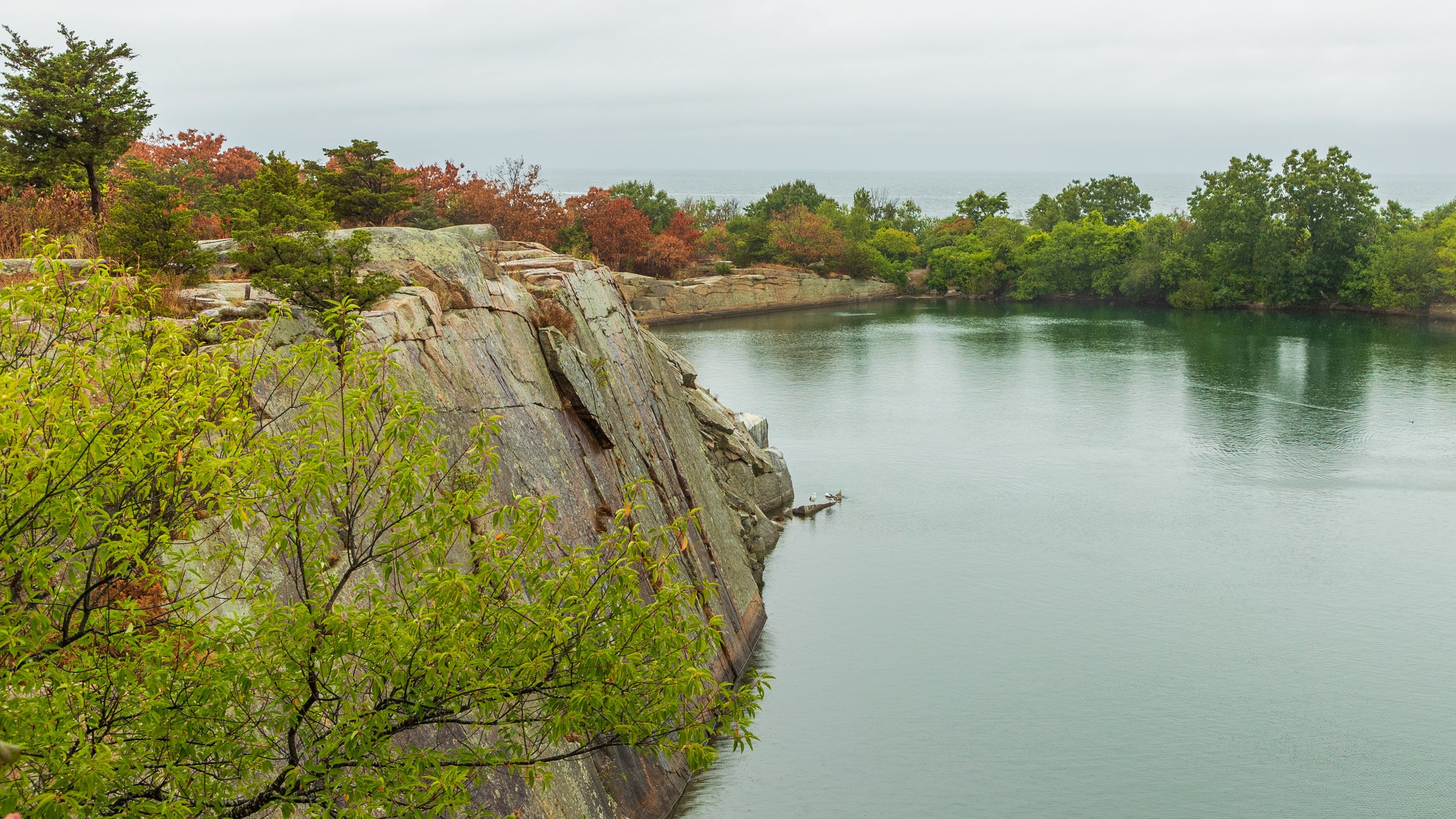 Are Dogs Allowed At Halibut Point State Park