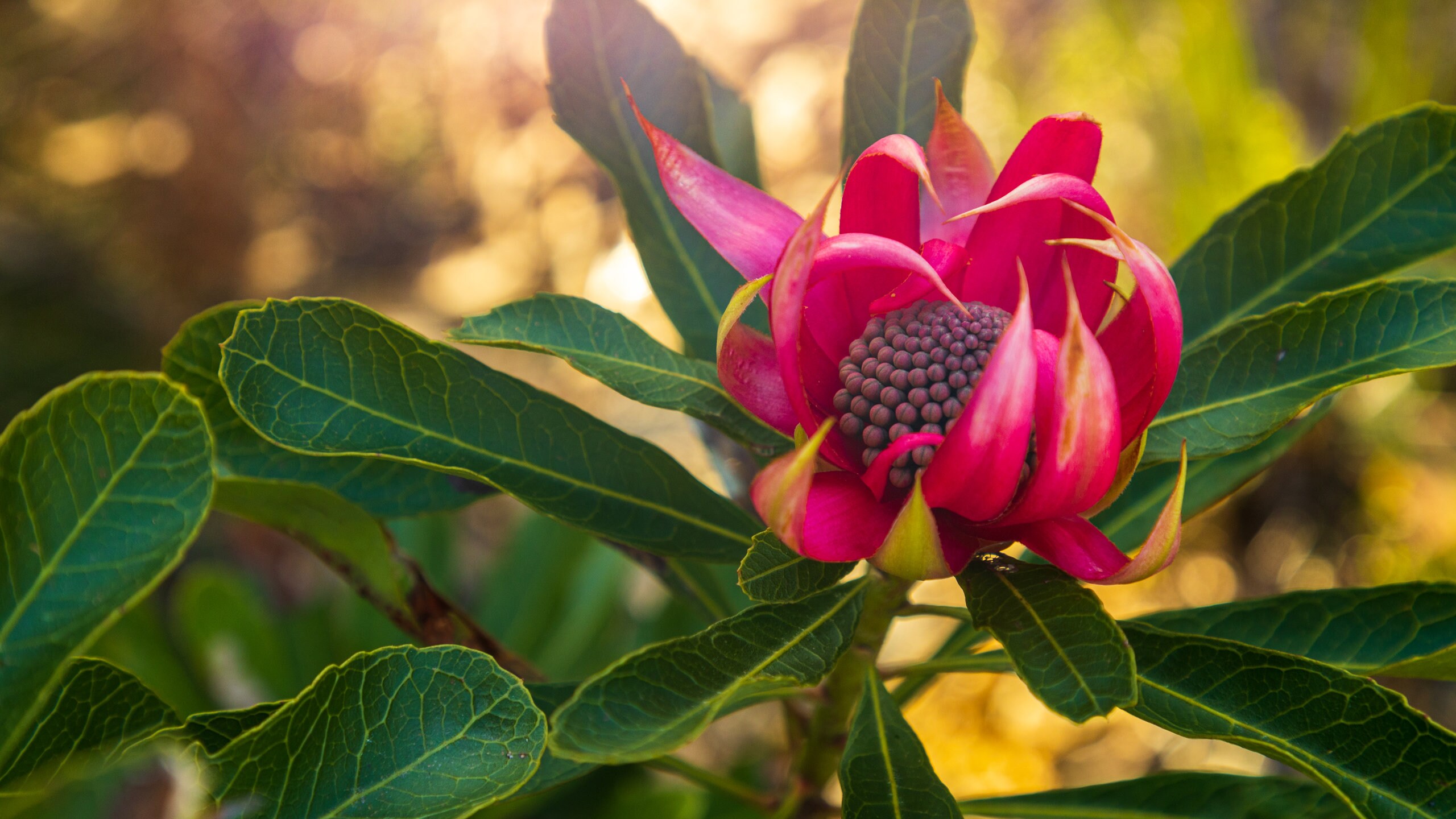 Blackheath Travel Guide Best of Blackheath, New South Wales Travel