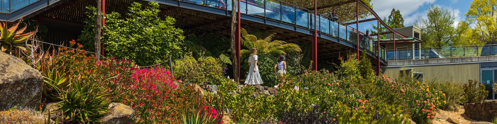 Blue Mountains Botanic Gardens, Mount Tomah showing flowers and a park