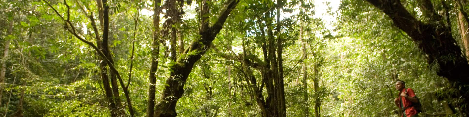 Taman Negara National Park showing forests as well as an individual male