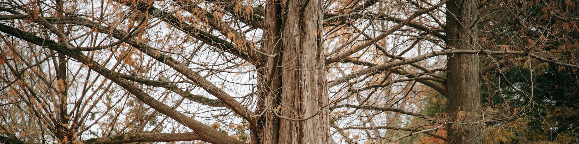 Cylburn Arboretum featuring a park and autumn leaves