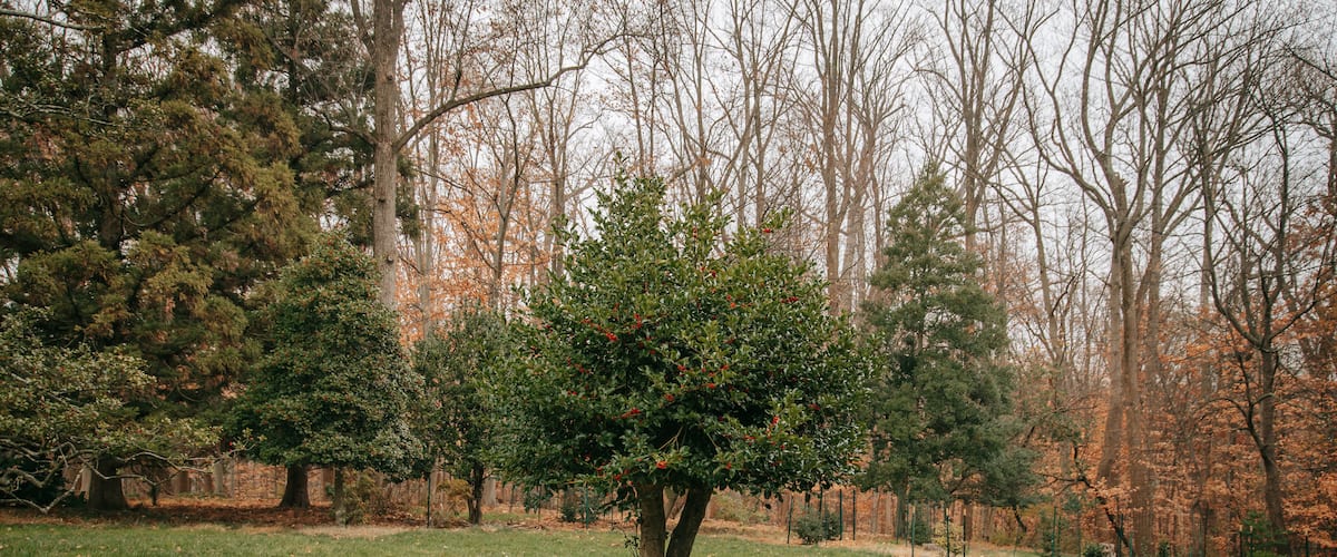 Cylburn Arboretum showing autumn leaves and a park