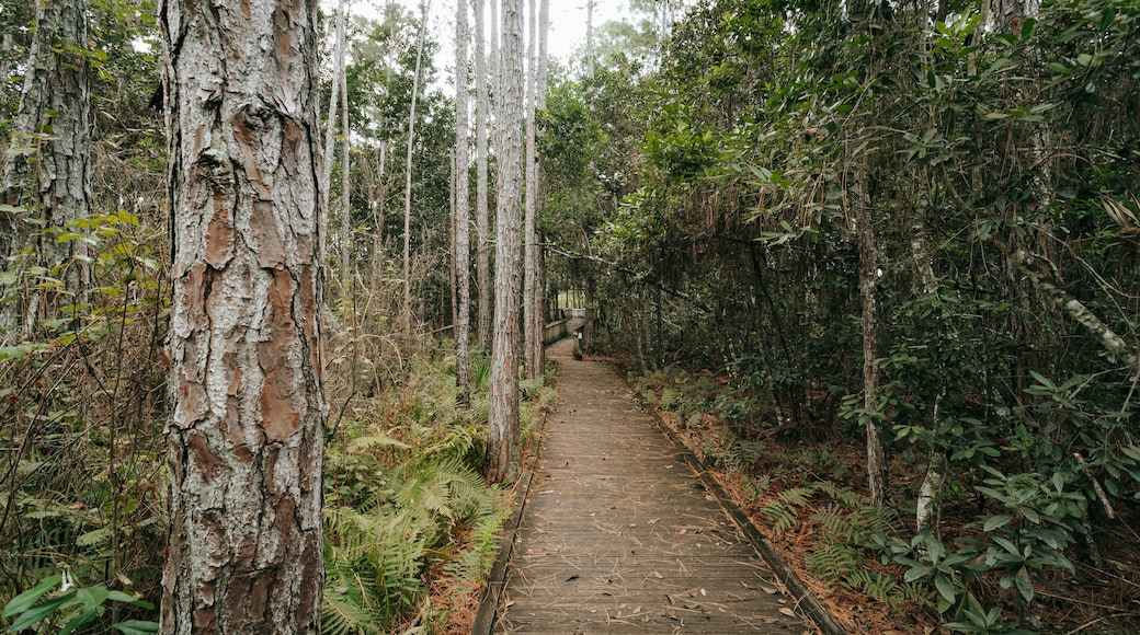 Tibet Butler Preserve showing a garden and forests