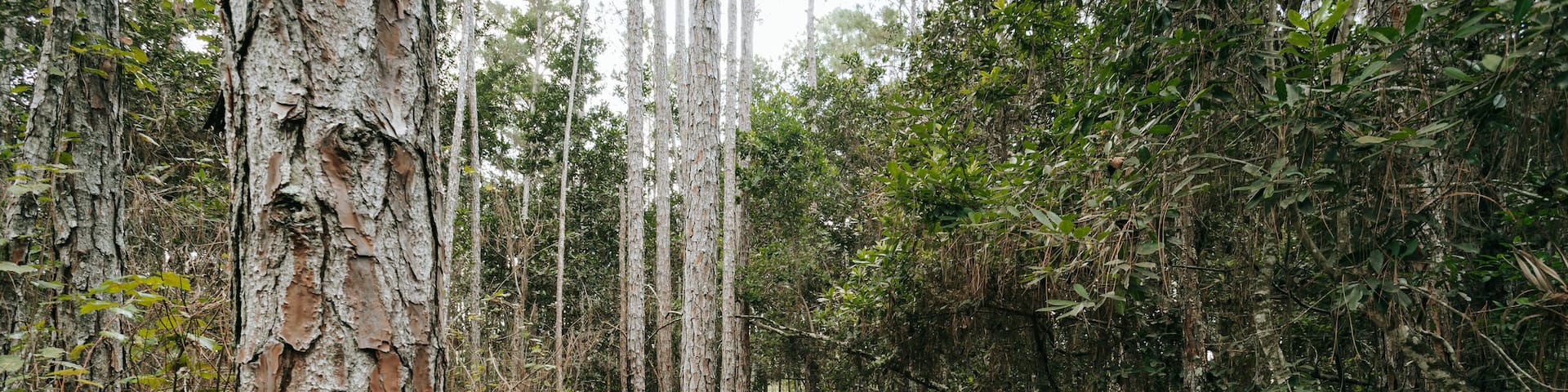 Tibet Butler Preserve showing a garden and forests