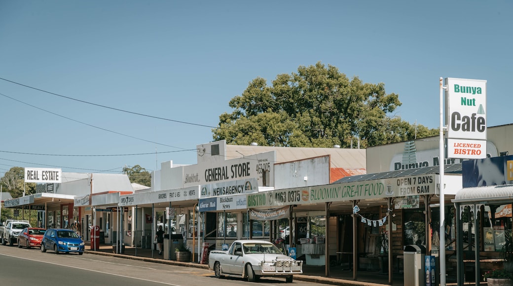 Blackbutt